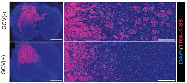 lab scans