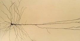Cortical Systems Lab